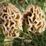Comment préparer des morilles en bocal ?