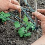Comment préparer des petits pois du jardin ?