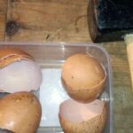 Comment préparer du pain pour donner aux poules ?