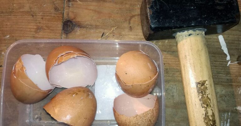 Comment préparer du pain pour donner aux poules ? Comment préparer du pain pour donner aux poules ?