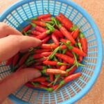Comment préparer le piment ?