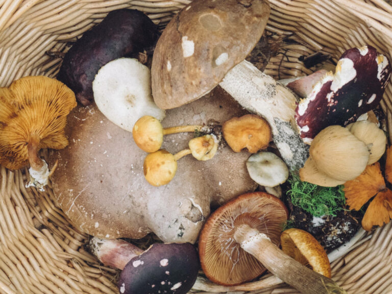 Comment préparer les champignons ? Comment préparer les champignons ?