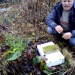 Comment protéger les asperges pour l'hiver ?