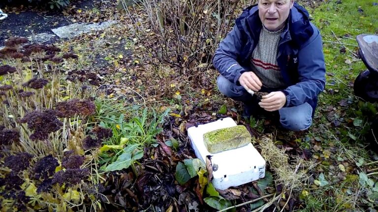 Comment protéger les asperges pour l'hiver ?