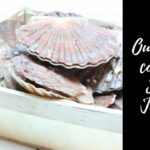 Comment purifier une coquille Saint Jacques ?