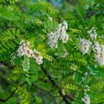 Comment ramasser les fleurs d'acacia ?