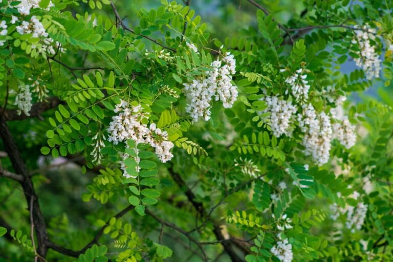 Comment ramasser les fleurs d'acacia ?