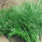 Comment récolter et conserver de l'aneth ?