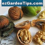 Comment récolter les noix de pin ?