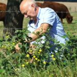 Comment récolter les pignons ?