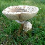 Comment reconnaître Coulemelle mortelle ?