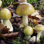 Comment reconnaître amanite phalloïde ?