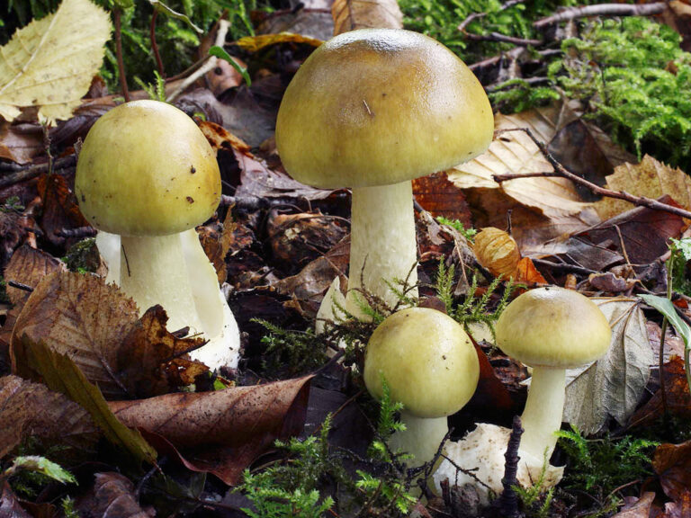 Comment reconnaître amanite phalloïde ? Comment reconnaître amanite phalloïde ?