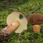 Comment reconnaître bolet jaune ?