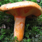 Comment reconnaître champignon sanguin ?