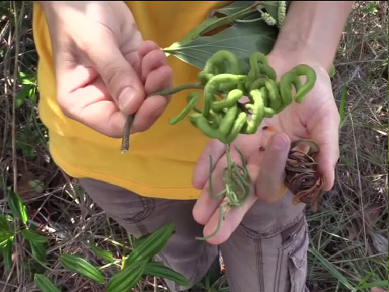 Comment reconnaître de l'acacia ?