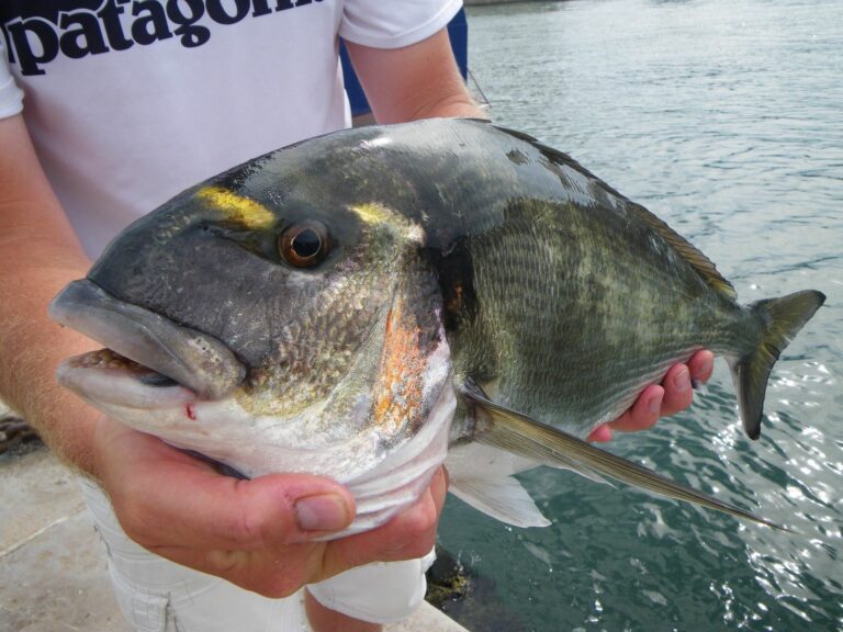 Comment reconnaître dorade royale ?