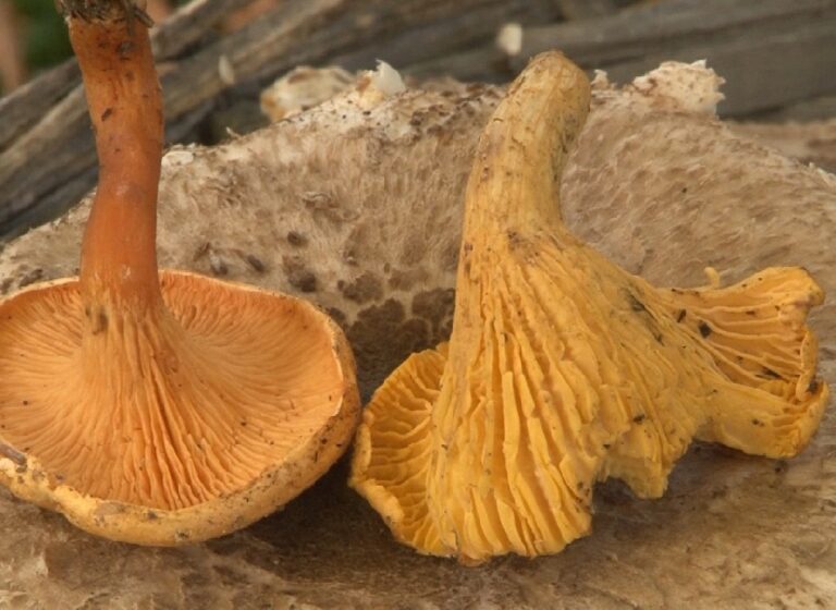 Comment reconnaître la fausse girolle ?