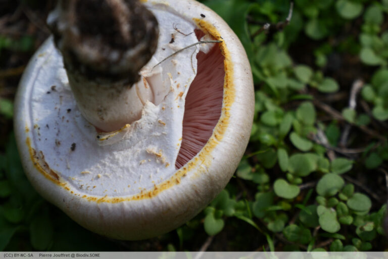Comment reconnaître les agaric jaunissant ? Comment reconnaître les agaric jaunissant ?