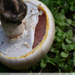 Comment reconnaître les agaric jaunissant ?