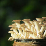 Comment reconnaître les bonnes pleurotes ?