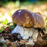Comment reconnaître les champignons comestibles au Québec ?
