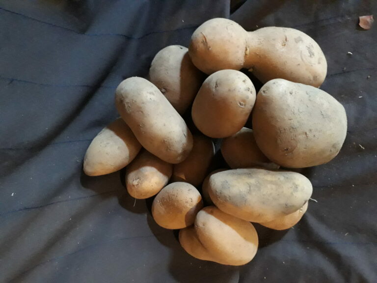 Comment reconnaître pomme de terre chair ferme ?