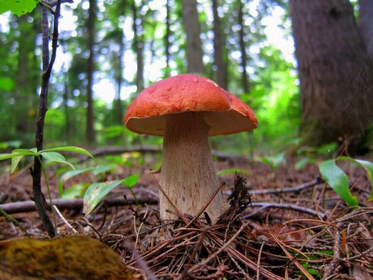 Comment reconnaître un bon cèpe ? Comment reconnaître un bon cèpe ?