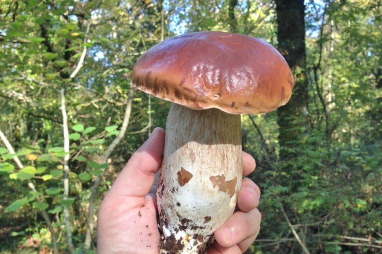 Comment reconnaître un cèpe Vereux ? Comment reconnaître un cèpe Vereux ?