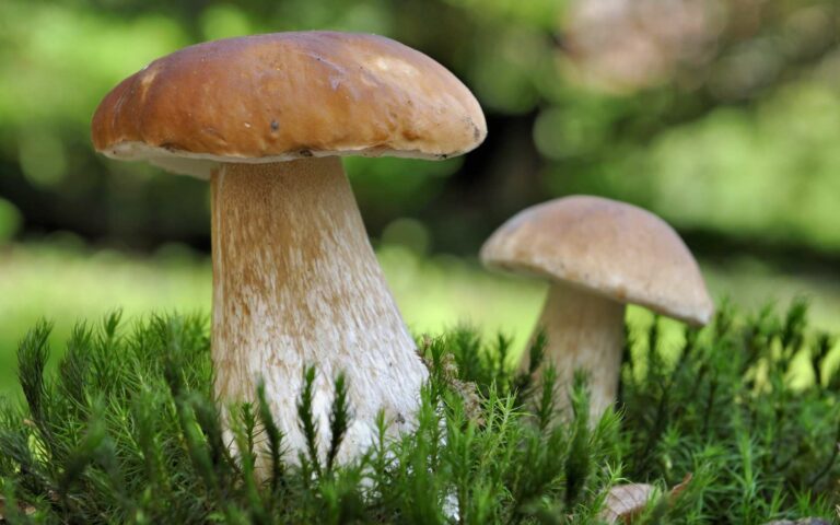 Comment reconnaître un champignon avec une photo ?