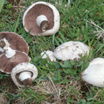 Comment reconnaître un rosé-des-prés ?