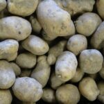 Comment reconnaître une pomme de terre Bintje ?