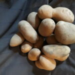 Comment reconnaître une pomme de terre à chair ferme ?