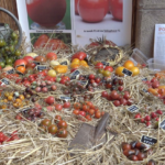 Comment récupérer et conserver des graines ?