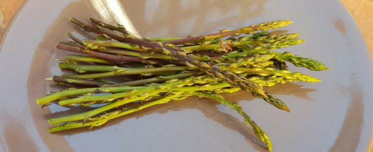 Comment repérer les asperges sauvages ?