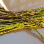 Comment repérer les asperges sauvages ?