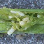 Comment s'appelle la feuille de l'oignon ?