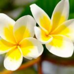 Comment s'appelle la fleur de Tahiti ?
