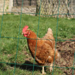 Comment s'appelle la maison du poule ?