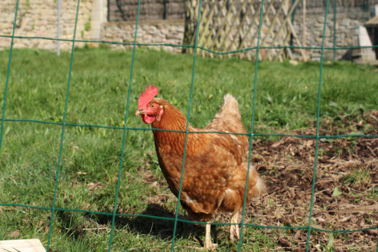 Comment s'appelle la maison du poule ?