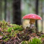 Comment s'appelle la partie souterraine du champignon ?