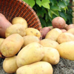 Comment s'appelle la pomme de terre rouge ?