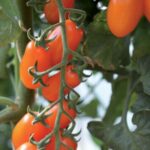 Comment s'appelle la tomate allongée ?