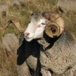 Comment s'appelle le bébé de la brebis ?