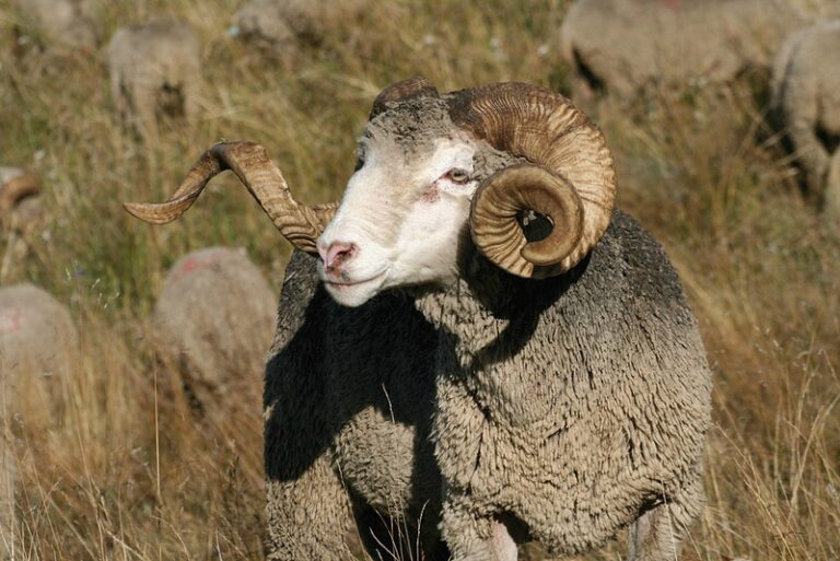 Comment s'appelle le bébé de la brebis ?