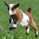 Comment s'appelle le bébé de la chèvre ?