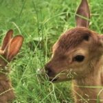 Comment s'appelle le bébé du thon ?