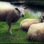 Comment s'appelle le mâle du mouton ?