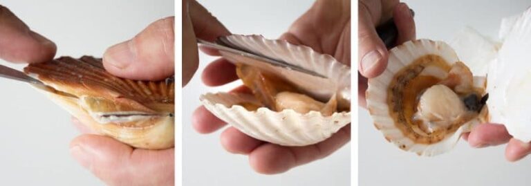 Comment s'appelle le muscle de la Saint-jacques ?