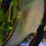 Comment s'appelle le poisson blanc ?